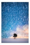 Tablou Canvas, "Copacul sub ploaia de stele", Cer, Stele, Mișcare, Copac, Solitar, Peisaj, Noapte, Lumină, Cerneală, Albastru, 26 x 39 cm, CMCLASS
