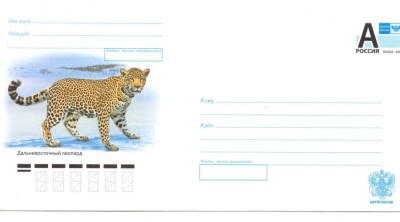 Rusia 2011, Fauna, Leopard foto