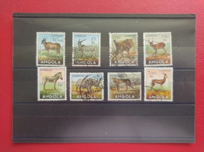 ANGOLA - ANIMALE foto