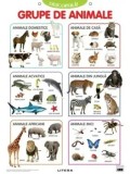Cumpara ieftin Grupe de animale. Descopera! (planse educationale)/***