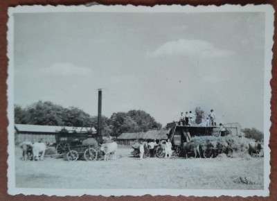 Fotografie, tarani la adunat fanul, in Romania, perioada interbelica foto