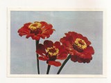 FA67-Carte Postala- RUSIA - Flori, Tagetis, necirculata 1965