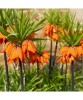 Bulbi Fritillaria Imperialis Aurora 24/26