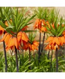 Bulbi Fritillaria Imperialis Aurora 24/26