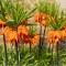 Bulbi Fritillaria Imperialis Aurora 24/26