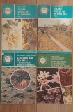 Cultura vitei de vie pe spatii mici - Sarghi Trandafir, 1988, Alta editura
