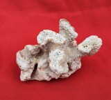 Cumpara ieftin DECORATIUNE CORAL NATURAL L11