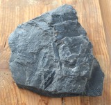 Pecopteris plante fosile din Carbonifer