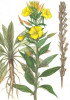 LUMINITA NOPTII - oenothera biennis - MEDICINALA - 15 seminte pt semanat