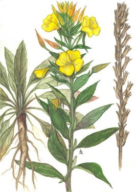 LUMINITA NOPTII - oenothera biennis - MEDICINALA - 15 seminte pt semanat foto