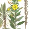 LUMINITA NOPTII - oenothera biennis - MEDICINALA - 15 seminte pt semanat