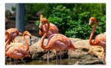 Tablou Canvas, "Grațioasele flamingo &icirc;n grădină zoologică", Flamingo, Eleganță, Roz, Natură, Grădină, Apă, Pietre, Vegetație, Soare, Aripi, 39 x 26 cm