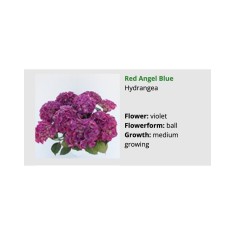 Planta, Hortensia Red Angel Blue. Albastru, Ghoveci 14cm
