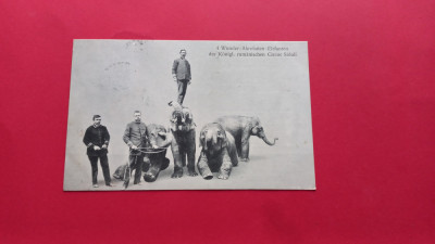 Bucuresti Bukarest Circ Circus Zirkus Cesar Sidoli Cirque Royal 1898 foto