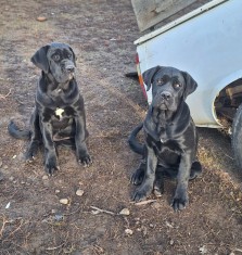 Cane Corso tip molos, talie foarte mare