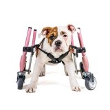 Walkinpets- Cărucior S &ndash; roată &icirc;n față Roz