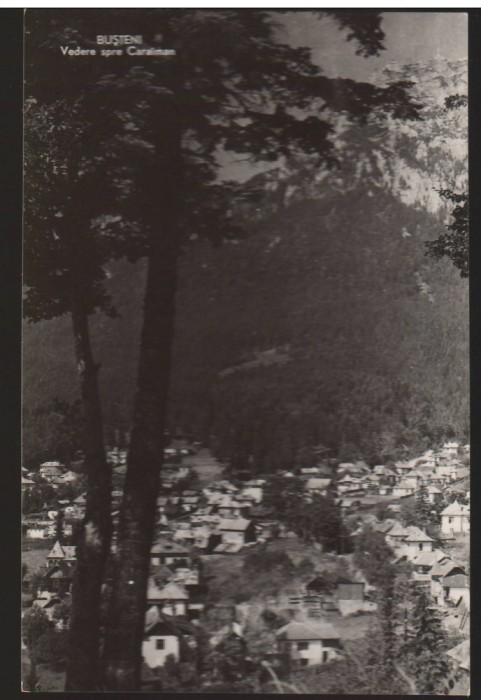 CPIB 22557 - CARTE POSTAL - BUSTENI, VEDERE SPRE CARAIMAN, RPR, NECIRCULATA