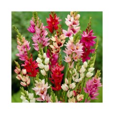 Ixia, Mix, Multicolor, 5/6, 1 Bulb
