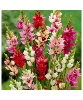 Ixia, Mix, Multicolor, 5/6, 1 Bulb foto