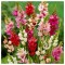 Ixia, Mix, Multicolor, 5/6, 1 Bulb