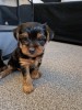 Yorkshire Terrier,deparazitat