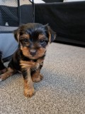 Yorkshire Terrier,deparazitat