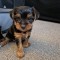Yorkshire Terrier,deparazitat