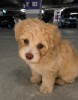 Bichon Drăgălaș, BS Toys