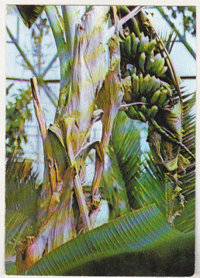 bnk cp Iasi - Gradina botanica - Bananier cu fructe - necirculata foto