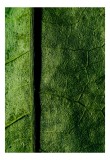 Tablou Canvas, "Texturi verzi naturale &icirc;n detaliu", Frunze, Verde, Venuțe, Textură, Natură, 26 x 39 cm, CMCLASS