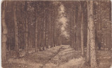 CP Resita Recita, Padurele 1927
