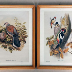 Pasari - 2 tablouri inramate cu printuri dupa litografii de John Gould 24x31cm