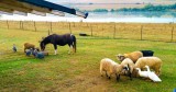 plecari inainte de sarbatori la ferme de animale germania