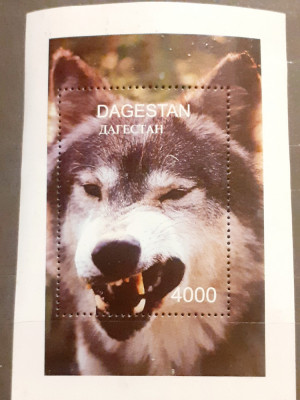 Dagestan caini, animale colita .,mnh foto