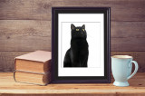 Cumpara ieftin Sticker 2In1 Cute Black Cat Frame Sticker