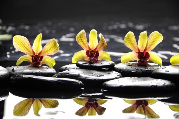 Fototapet de perete autoadeziv si lavabil Orhidee galbene cu pietre, 200 x 150 cm