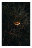 Tablou Canvas, "Solitarul ciupercă &icirc;n pădurea &icirc;ntunecată", Mister, Natură, Ciupercă, Vegetație, &Icirc;ntuneric, Sălbăticie, Tainic, 26 x 39 cm, CMCLASS