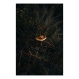Tablou Canvas, "Solitarul ciupercă &icirc;n pădurea &icirc;ntunecată", Mister, Natură, Ciupercă, Vegetație, &Icirc;ntuneric, Sălbăticie, Tainic, 26 x 39 cm, CMCLASS
