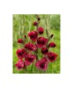 Bulb, Gladiole, Papilio ruby, Calibru 7/10, Oem