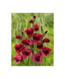Bulb, Gladiole, Papilio ruby, Calibru 7/10, Oem
