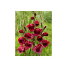 Bulb, Gladiole, Papilio ruby, Calibru 7/10