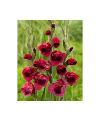 Bulb, Gladiole, Papilio ruby, Calibru 7/10 foto