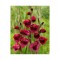 Bulb, Gladiole, Papilio ruby, Calibru 7/10