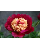 Bujor Rizom 2/3 muguri Paeonia Sword Dance, rosu, stamine galben/roz, semi flori duble,100cm, 5-6