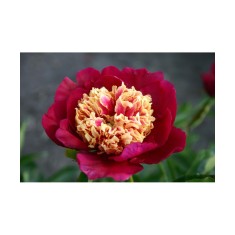 Bujor Rizom 2/3 muguri Paeonia Sword Dance, rosu, stamine galben/roz, semi flori duble,100cm, 5-6