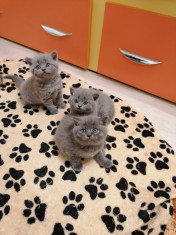 British shorthair foto