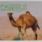 CAMELS , MEET DESERT ANIMALS by ROSE DAVIN , 2017
