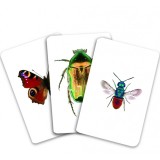 Carti de joc Montessori - Insecte din Romania |