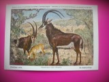 HOPCT 6233 ANTILOPA NEAGRA -HIPPOTRAGUS NIGER -CORNUTE / ANTILOPE -FAUNA AFRICA-CP CHROMO LITHO -MUZEUL REGAL STIINTE NATURALE BELGIA-NECIRCULATA, Printata