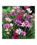 Babiana Stricta Multicolor, 5/+, bulbi